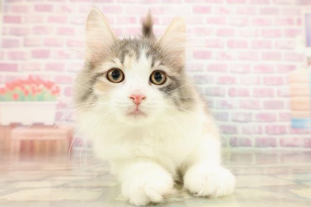 ノルウェージャン・フォレストキャット