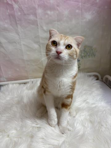 スコティッシュフォールド（立ち耳）