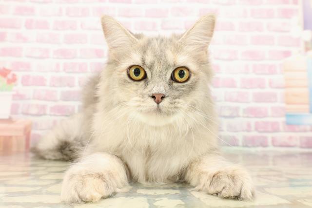 茨城県のサイベリアン (Coo&RIKU石岡店/2025年4月25日生まれ/女の子/ブルーパッチドタビー)の子猫の1枚目の画像