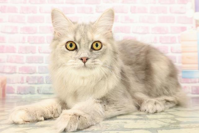 茨城県のサイベリアン (Coo&RIKU石岡店/2025年4月25日生まれ/女の子/ブルーパッチドタビー)の子猫の2枚目の画像