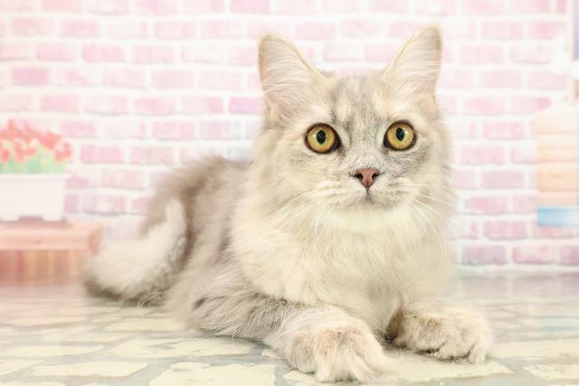 茨城県のサイベリアン (Coo&RIKU石岡店/2025年4月25日生まれ/女の子/ブルーパッチドタビー)の子猫の3枚目の画像