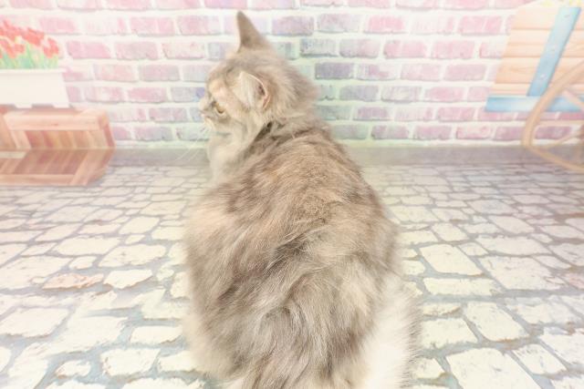 茨城県のサイベリアン (Coo&RIKU石岡店/2025年4月25日生まれ/女の子/ブルーパッチドタビー)の子猫の4枚目の画像