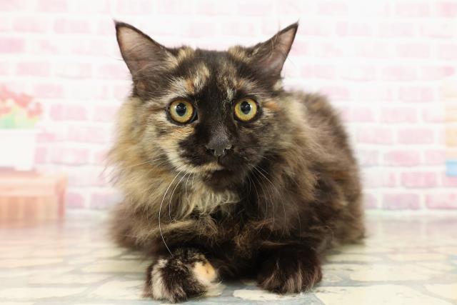 神奈川県のサイベリアン (Coo&RIKU江の島店/2025年4月2日生まれ/女の子/トーティー)の子猫