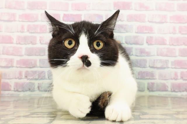 埼玉県のマンチカン (Coo&RIKU川越店/2025年6月14日生まれ/女の子/キャリコ)の子猫の1枚目の画像