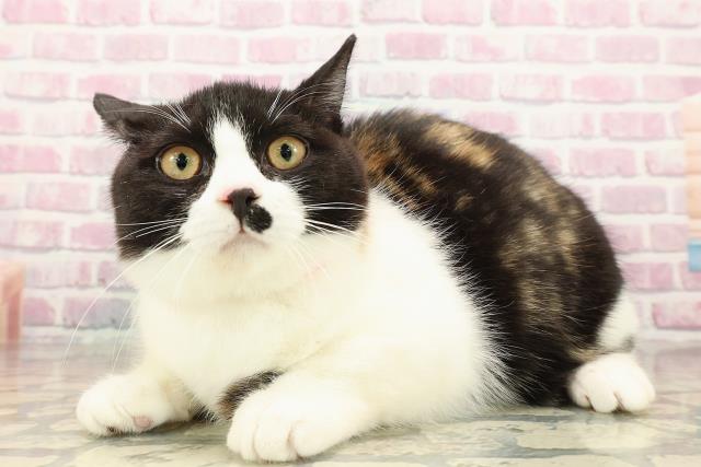 埼玉県のマンチカン (Coo&RIKU川越店/2025年6月14日生まれ/女の子/キャリコ)の子猫の2枚目の画像