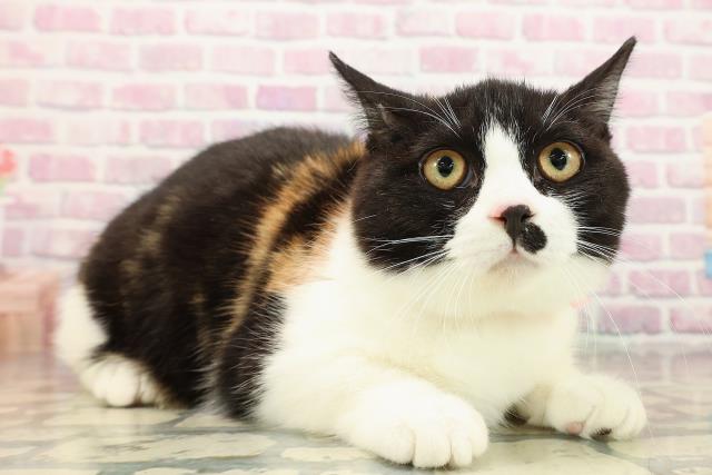 埼玉県のマンチカン (Coo&RIKU川越店/2025年6月14日生まれ/女の子/キャリコ)の子猫の3枚目の画像