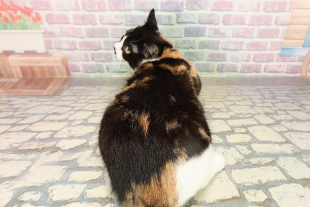 埼玉県のマンチカン (Coo&RIKU川越店/2025年6月14日生まれ/女の子/キャリコ)の子猫の4枚目の画像