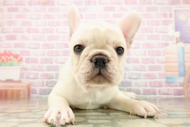 栃木県のフレンチブルドッグ (Coo&RIKUFKDインターパーク店/2025年9月11日生まれ/男の子/クリーム)の子犬の1枚目の画像