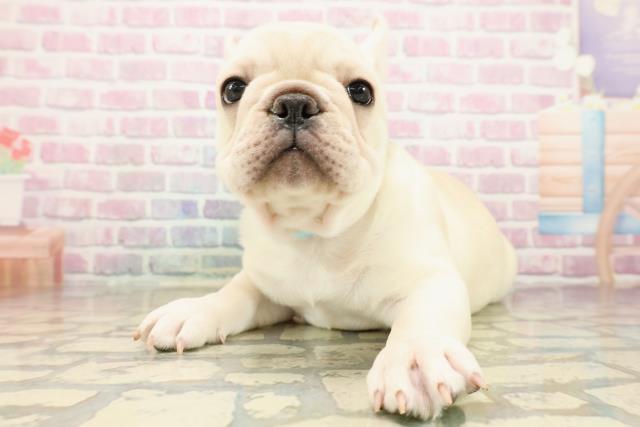 栃木県のフレンチブルドッグ (Coo&RIKUFKDインターパーク店/2025年9月11日生まれ/男の子/クリーム)の子犬の2枚目の画像