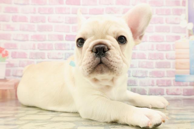 栃木県のフレンチブルドッグ (Coo&RIKUFKDインターパーク店/2025年9月11日生まれ/男の子/クリーム)の子犬の3枚目の画像