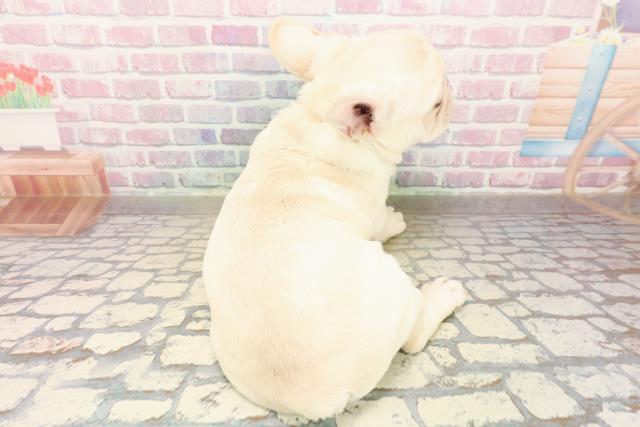 栃木県のフレンチブルドッグ (Coo&RIKUFKDインターパーク店/2025年9月11日生まれ/男の子/クリーム)の子犬の4枚目の画像