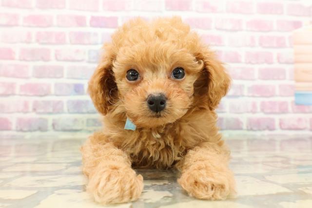 東京都のトイプードル(トイ) (Coo&RIKU八王子西店/2025年9月15日生まれ/男の子/アプリコット)の子犬の1枚目の画像