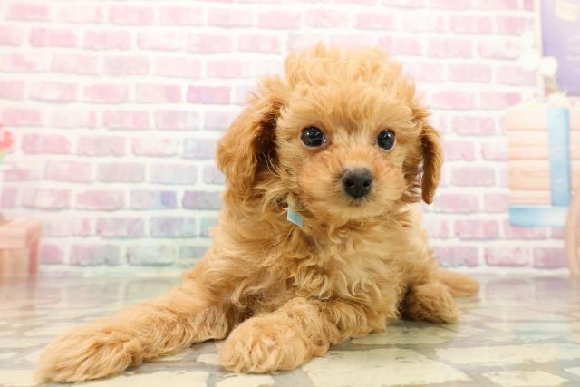 東京都のトイプードル(トイ) (Coo&RIKU八王子西店/2025年9月15日生まれ/男の子/アプリコット)の子犬の2枚目の画像