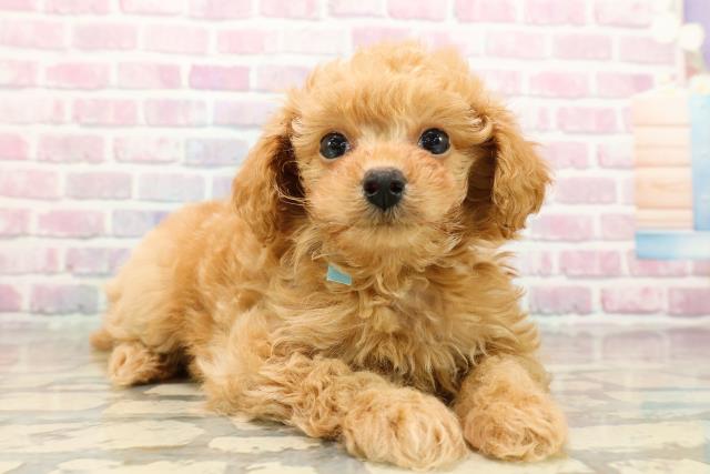 東京都のトイプードル(トイ) (Coo&RIKU八王子西店/2025年9月15日生まれ/男の子/アプリコット)の子犬の3枚目の画像