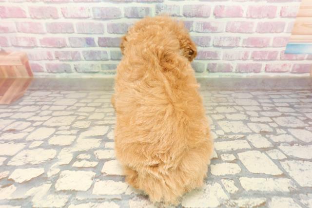 東京都のトイプードル(トイ) (Coo&RIKU八王子西店/2025年9月15日生まれ/男の子/アプリコット)の子犬の4枚目の画像