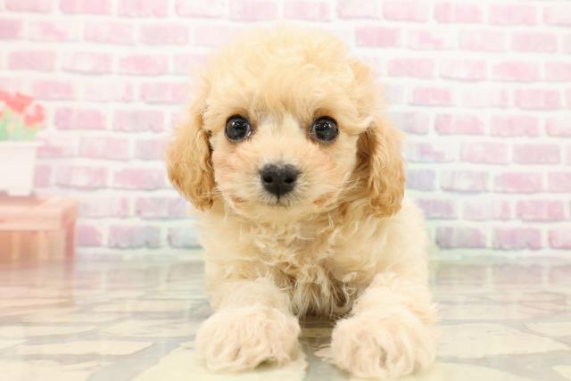 栃木県のトイプードル(トイ) (Coo&RIKU宇都宮店/2025年9月15日生まれ/男の子/クリーム)の子犬の1枚目の画像