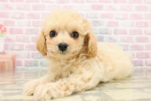 栃木県のトイプードル(トイ) (Coo&RIKU宇都宮店/2025年9月15日生まれ/男の子/クリーム)の子犬の2枚目の画像