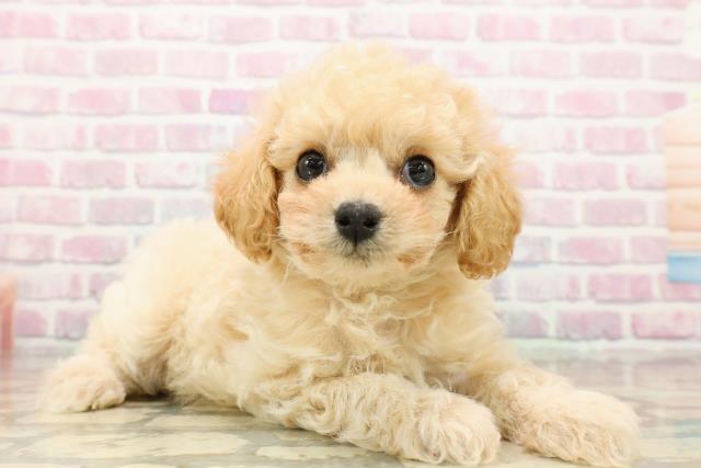 栃木県のトイプードル(トイ) (Coo&RIKU宇都宮店/2025年9月15日生まれ/男の子/クリーム)の子犬の3枚目の画像