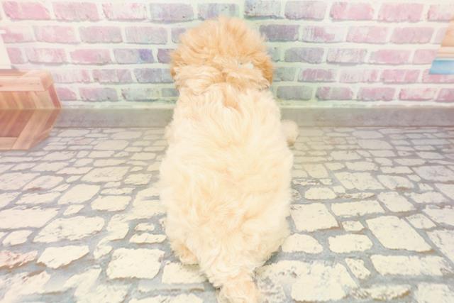 栃木県のトイプードル(トイ) (Coo&RIKU宇都宮店/2025年9月15日生まれ/男の子/クリーム)の子犬の4枚目の画像