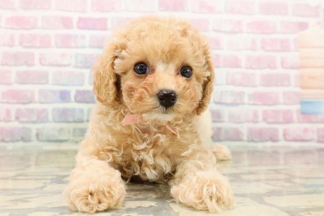 東京都のトイプードル(トイ) (Coo&RIKU板橋店/2025年9月15日生まれ/女の子/アプリコット)の子犬の1枚目の画像