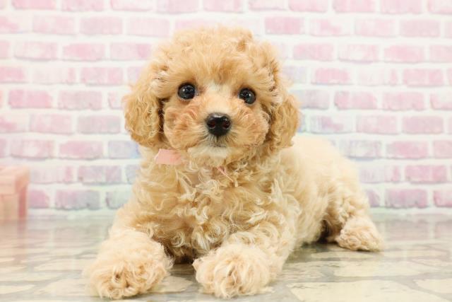 東京都のトイプードル(トイ) (Coo&RIKU板橋店/2025年9月15日生まれ/女の子/アプリコット)の子犬の2枚目の画像