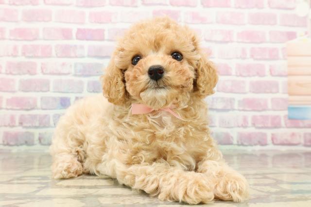 東京都のトイプードル(トイ) (Coo&RIKU板橋店/2025年9月15日生まれ/女の子/アプリコット)の子犬の3枚目の画像