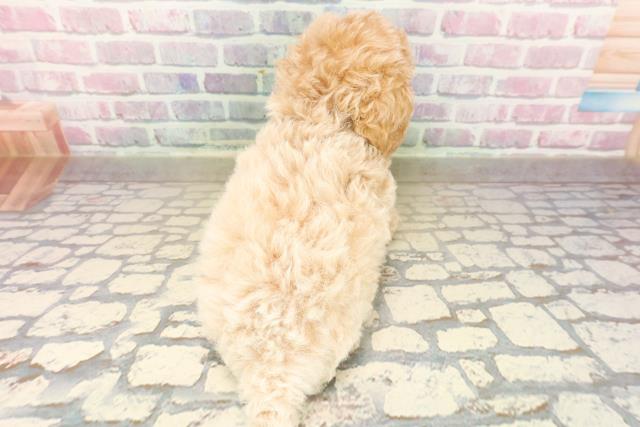 東京都のトイプードル(トイ) (Coo&RIKU板橋店/2025年9月15日生まれ/女の子/アプリコット)の子犬の4枚目の画像