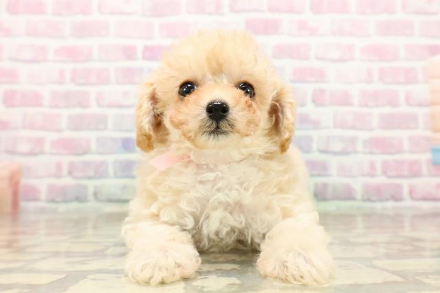 神奈川県のトイプードル(トイ) (Coo&RIKU藤沢店/2025年9月15日生まれ/女の子/クリーム)の子犬の1枚目の画像