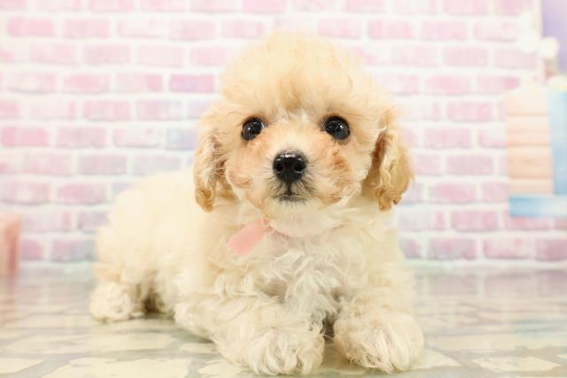 神奈川県のトイプードル(トイ) (Coo&RIKU藤沢店/2025年9月15日生まれ/女の子/クリーム)の子犬の3枚目の画像