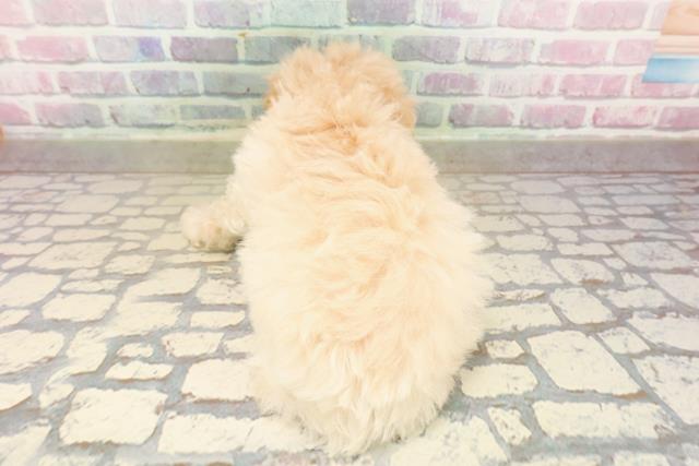 神奈川県のトイプードル(トイ) (Coo&RIKU藤沢店/2025年9月15日生まれ/女の子/クリーム)の子犬の4枚目の画像