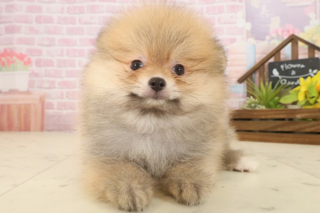 福岡県のポメラニアン (Coo&RIKUゆめタウン飯塚店/2025年9月16日生まれ/男の子/オレンジセーブル)の子犬の1枚目の画像