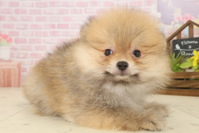 福岡県のポメラニアン (Coo&RIKUゆめタウン飯塚店/2025年9月16日生まれ/男の子/オレンジセーブル)の子犬の2枚目の画像