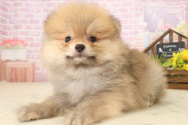福岡県のポメラニアン (Coo&RIKUゆめタウン飯塚店/2025年9月16日生まれ/男の子/オレンジセーブル)の子犬の3枚目の画像