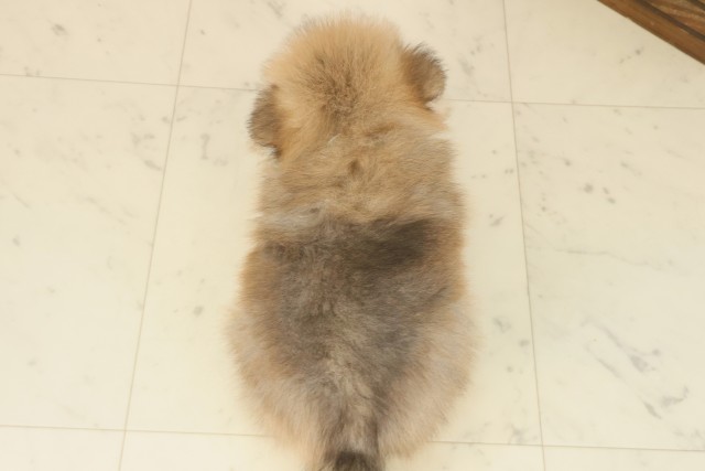 福岡県のポメラニアン (Coo&RIKUゆめタウン飯塚店/2025年9月16日生まれ/男の子/オレンジセーブル)の子犬の4枚目の画像
