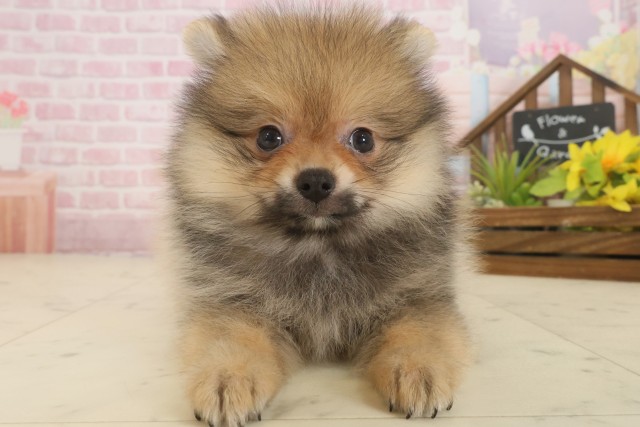 長崎県のポメラニアン (Coo&RIKU大村店/2025年9月16日生まれ/男の子/オレンジセーブル)の子犬の1枚目の画像