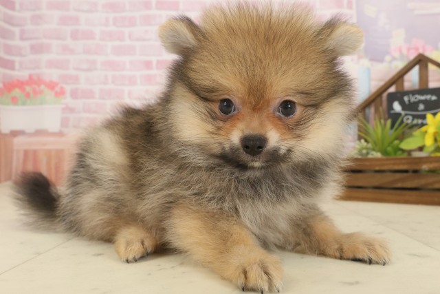 長崎県のポメラニアン (Coo&RIKU大村店/2025年9月16日生まれ/男の子/オレンジセーブル)の子犬の2枚目の画像