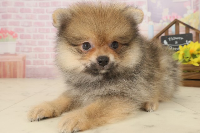 長崎県のポメラニアン (Coo&RIKU大村店/2025年9月16日生まれ/男の子/オレンジセーブル)の子犬の3枚目の画像