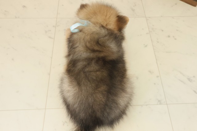 長崎県のポメラニアン (Coo&RIKU大村店/2025年9月16日生まれ/男の子/オレンジセーブル)の子犬の4枚目の画像