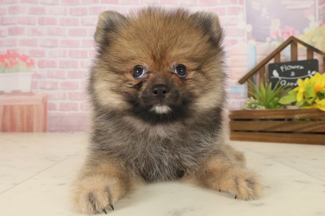 福岡県のポメラニアン (Coo&RIKU筑後店/2025年9月16日生まれ/女の子/オレンジセーブル)の子犬の1枚目の画像