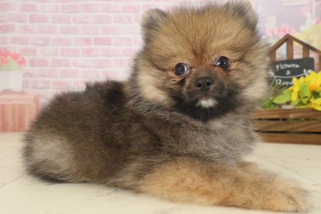 福岡県のポメラニアン (Coo&RIKU筑後店/2025年9月16日生まれ/女の子/オレンジセーブル)の子犬の2枚目の画像