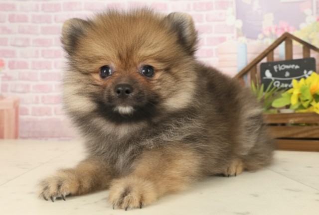 福岡県のポメラニアン (Coo&RIKU筑後店/2025年9月16日生まれ/女の子/オレンジセーブル)の子犬の3枚目の画像