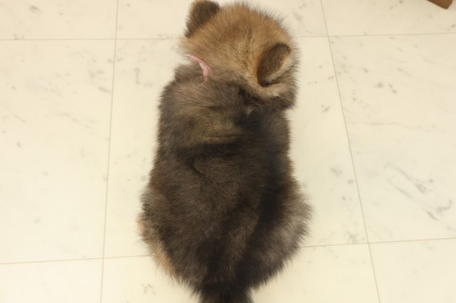 福岡県のポメラニアン (Coo&RIKU筑後店/2025年9月16日生まれ/女の子/オレンジセーブル)の子犬の4枚目の画像