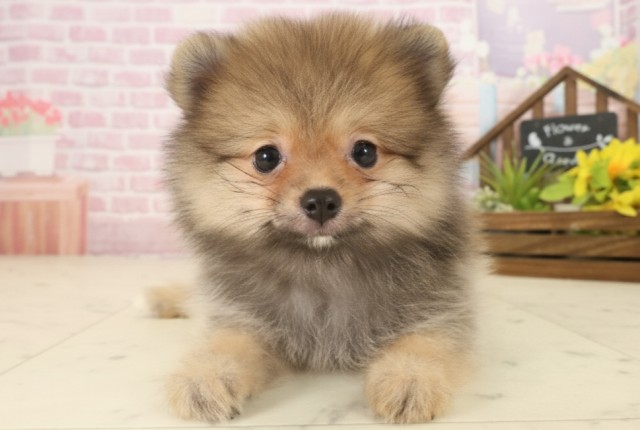 鹿児島県のポメラニアン (Coo&RIKU霧島店/2025年9月16日生まれ/女の子/オレンジセーブル)の子犬の1枚目の画像