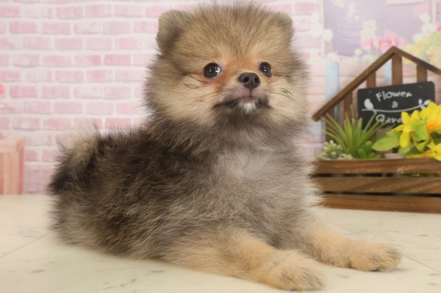 鹿児島県のポメラニアン (Coo&RIKU霧島店/2025年9月16日生まれ/女の子/オレンジセーブル)の子犬の2枚目の画像