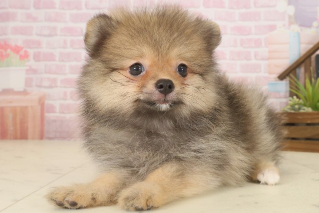 鹿児島県のポメラニアン (Coo&RIKU霧島店/2025年9月16日生まれ/女の子/オレンジセーブル)の子犬の3枚目の画像