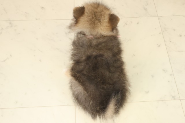 鹿児島県のポメラニアン (Coo&RIKU霧島店/2025年9月16日生まれ/女の子/オレンジセーブル)の子犬の4枚目の画像