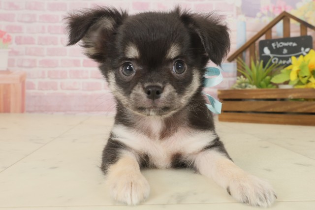 熊本県のチワワ(ロング) (Coo&RIKUイオンモール宇城店/2025年9月16日生まれ/男の子/ブラックタンホワイト)の子犬の1枚目の画像