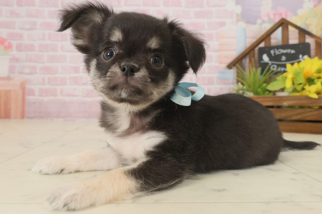 熊本県のチワワ(ロング) (Coo&RIKUイオンモール宇城店/2025年9月16日生まれ/男の子/ブラックタンホワイト)の子犬の3枚目の画像