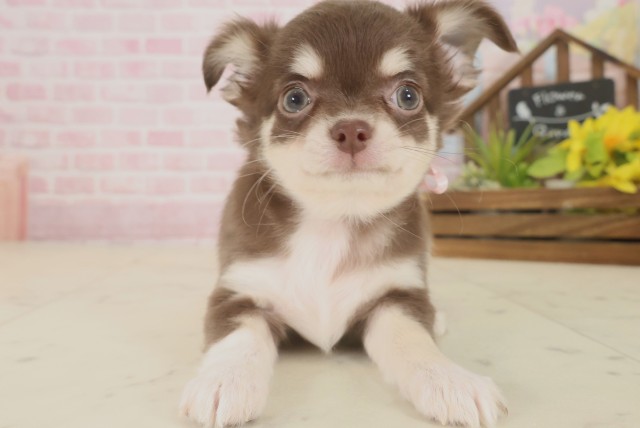 熊本県のチワワ(ロング) (Coo&RIKUイオンモール宇城店/2025年9月16日生まれ/女の子/チョコレートタンホワイト)の子犬の1枚目の画像