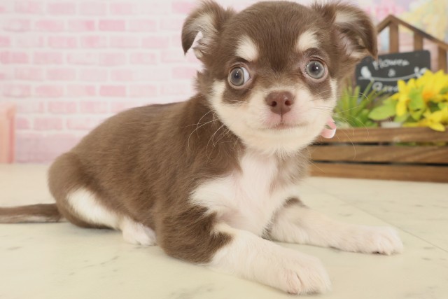 熊本県のチワワ(ロング) (Coo&RIKUイオンモール宇城店/2025年9月16日生まれ/女の子/チョコレートタンホワイト)の子犬の2枚目の画像